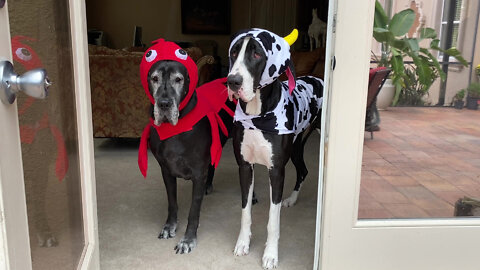 Playful Great Danes Have Fun In Their Surf & Turf Halloween Costumes