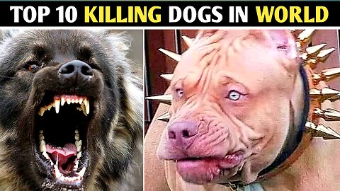 दुनिया के 10 सबसे खतरनाक नस्ल के कुत्ते | Top 10 Most Dangerous Dog Breeds In World