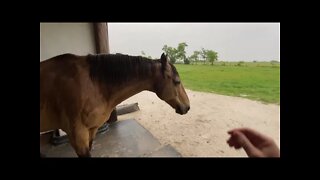 Forcing New Horse To Share Rain Shed - If It Goes Bad, It Is My Fault - Discussing Sweat Scraper