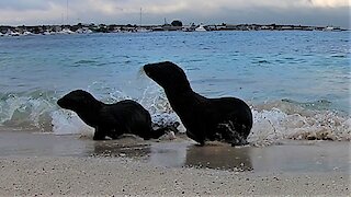 Baby sea lions run startled when the waves crash on them in Galapagos Islands