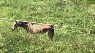 Arthur the rescue horse stalking me for his feed. The other horses pushed him off his hay.