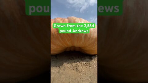 Pumpkins Got Back! #bubba #giantpumpkin #garden #halloween #halloweendecoration