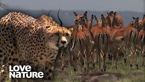 Cheetah Mom Chases Down Impala to Feed Hungry Cubs | Love Nature