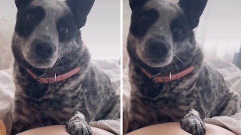 Dog Reacts To Twins Kicking In Mom's Stomach