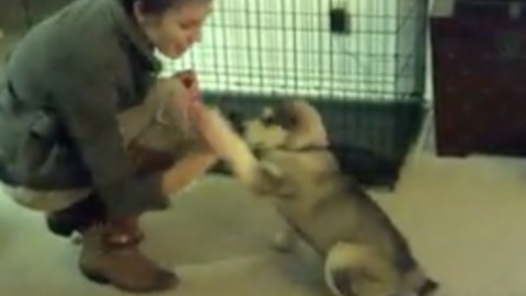Obedient puppy learns how to give high five and other tricks
