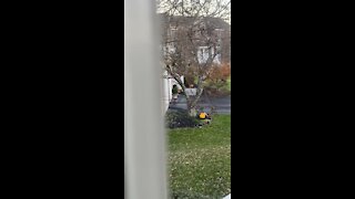 Black Squirrel eating pumpkin