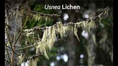 PFTTOT Part 159 Benefits of Usnea Lichen