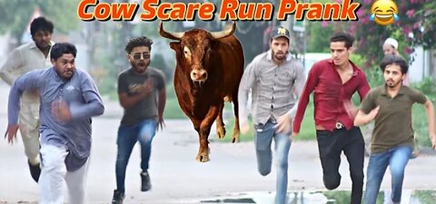 Fake Cow Run Prank 😂