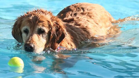 Teaching & Training My Dogs How To Swim