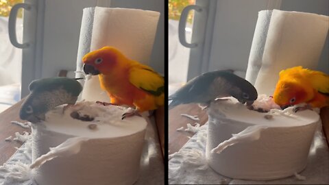 These Parrot Likes to Play with Toilet Paper