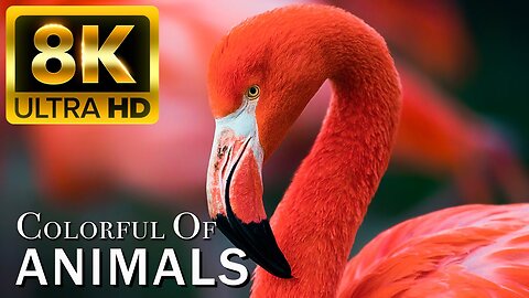 COLORFUL OF ANIMALS - 8K HDR 60FPS DOLBY VISION - With Nature Sounds (Colorfully Dynamic)