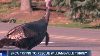 The Paradise-Klein turkey can be seen limping through Williamsville roads