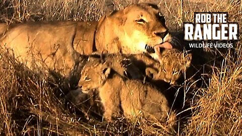 Lion Pride With Lots Of Small Cubs | Archive Lion Footage