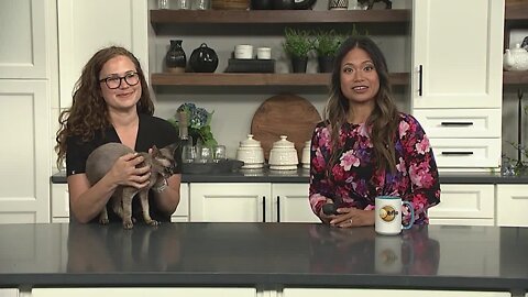 Pet Talk Tuesday: What you need to know about taking your pet to the vet in an emergency