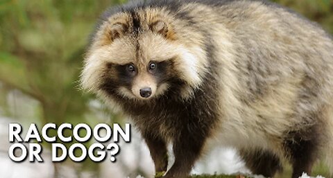 Can you believe that , The Dog That Thinks It’s A Raccoon