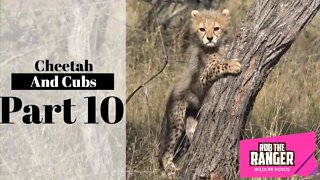 Cheetah And Cubs Part 10: Relaxing Before Looking For A Meal