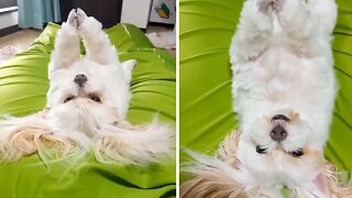 Zen Puppy Adorably Performs Meditation Routine