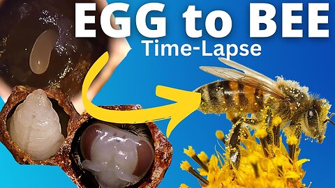 Incredible EGG to BEE Transformation Time-Lapse!