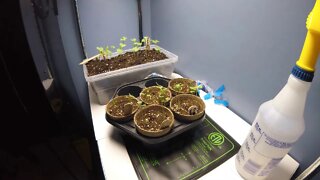 Time Lapse Seedlings