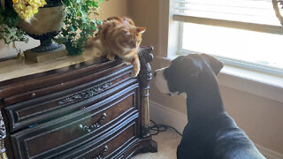 Chatty Great Dane Puppy Interrupts Cat's Blind Flossing Fun - #Cats Rule