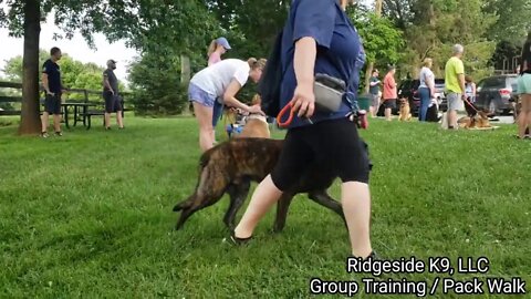 Dog Training Unedited - Pack Walk, Group Training. Actual Dog Owners Working Dogs. Ridgeside K9, LLC