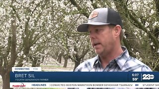 Almond Blossoms return to Kern County