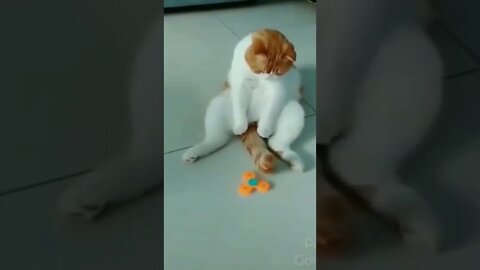 Animais Engraçados , TENTE NÃO RIR , Pegadinhas com Animais (gatos,gato) #shorts