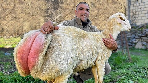 Roast A Big Lamb on a Spit! Azerbaijani Cuisine in the Mountains