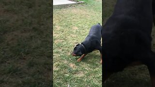 Weenie Dog vs Rottweiler