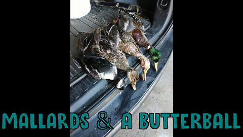 Mallards & A Butterball