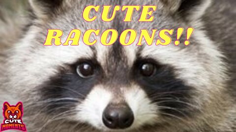 Cute And Funny Racoons