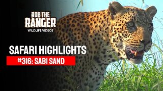 Safari Highlights #316: 11 - 13 January 2015 | Sabi Sand Nature Reserve | Latest Wildlife Sightings