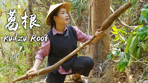 「Tracking the Roots」Kudzu Root - Bitter And Sweet "Millennium Ginseng"