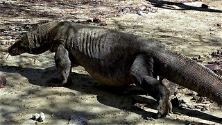 Full bellied Komodo Dragon drools after consuming turtle carcass