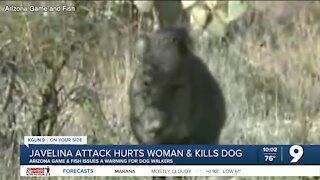 Javelinas kill dog, injure woman and another dog in Oro Valley