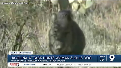 Javelinas kill dog, injure woman and another dog in Oro Valley