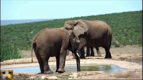 Super Cute Baby Elephants