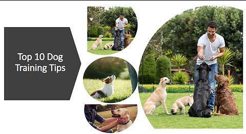 Top 10 Dog training Stands || Free Dog training series