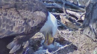 Hays Eaglet H16 gets first feeding from Mom 022 03 21 13 41 19 008