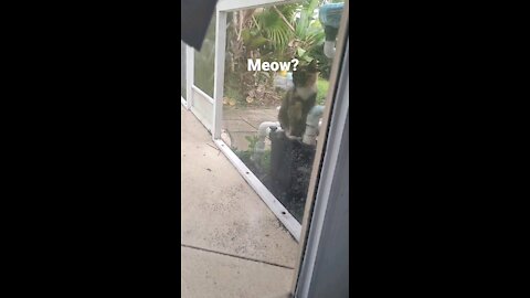 My Cat Hershel's outside friend.