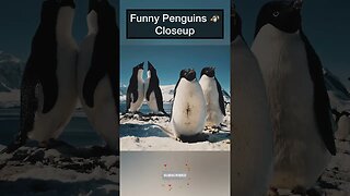 Funny Penguins 🐧 Closeup #penguin #penguins #antarctica #animalsfunny #animalshorts