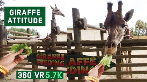 Giraffe giving me an attitude || Gulf Breeze Zoo || Episode -1 || 360 VR Video