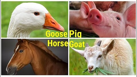 Farm funny animals and their sounds:Goose, Horse, Pig Goat