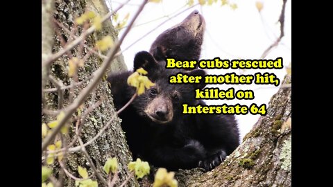 Bear cubs rescued after mother hit killed on Interstate 64