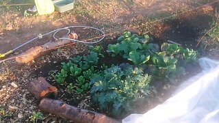 Wild Urban Gardens 2021 - Early Morning Veggie Harvest at Community Garden Plot. Growing Joy & Food.