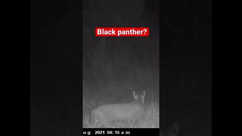 Big Cat on Trail Camera! (Black panther?) Moultrie delta cellular camera #moultrie