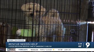 Little Lotus Rescue and Sanctuary take in 67 dogs from Cochise County breeder