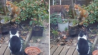Fox Family Afraid To Approach Food Defended By Cat