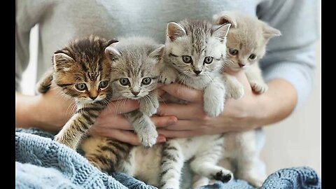 So cute kitten 😻 #cutecat #cats #meow #catfancy #nicecat #cute #kitten #love #shorts #ytshorts