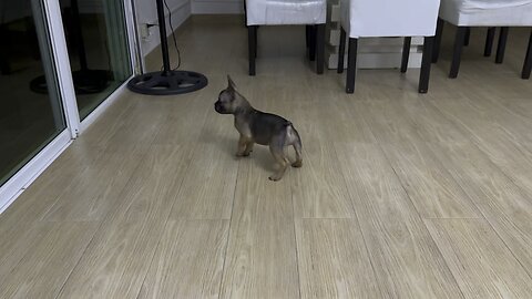 FRENCH BULLDOG PUPPY GOES CRAZY AT SEEING HERSELF IN THE MIRROR!